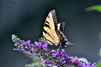DSC_5488_2  Backyard butterfly