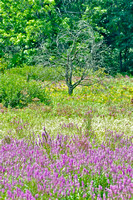 DSC_8701_3 Purple flowers in Davisburg