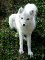 Arctic Fox IMG_6515