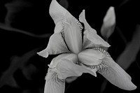 Black & White Iris DSC_3474 - Version 3