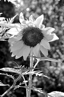 Hot sunflower DSC_1433