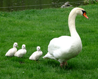 Momma Swan and 3 Cignets IMG_0894