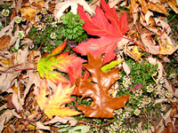 Colorful Fall leaves on ground IMG_7385