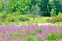 DSC_8702_2 Davisburg field of flowers