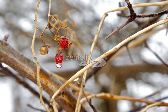 DSC_9883 Berries in the snow