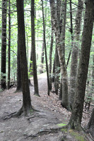 _A Walk in Petoskey State Park   DSC7800