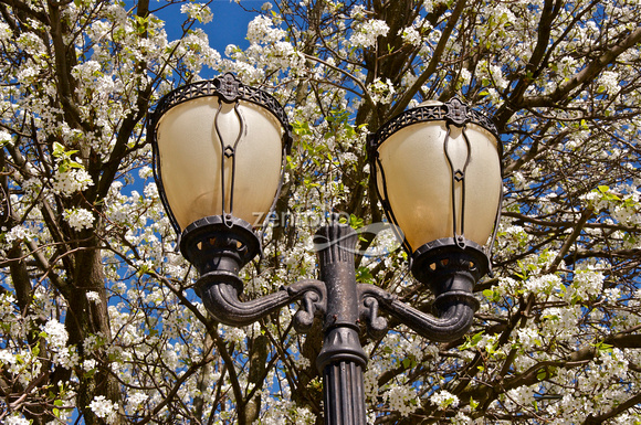 Street Lights and flower filled trees in Troy DSC_6065_2