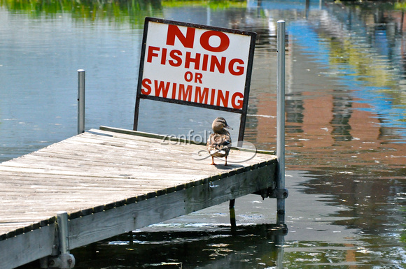 Duck on dock, no swimming, no fishing sign DSC_4828_2