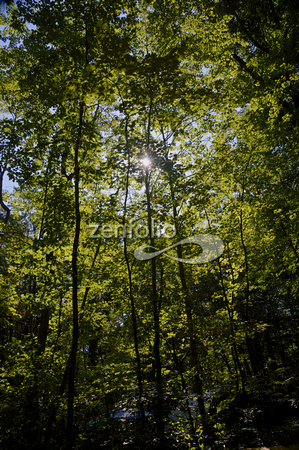Sun through the Trees camping DSC_4587 - Version 2