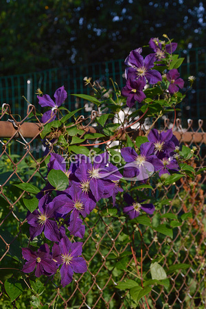 My Clematis on the fence DSC_4561 - Version 2