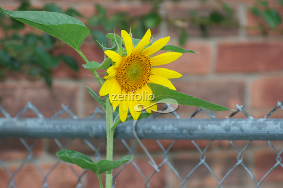 DSC_5627 Baby Sunflower